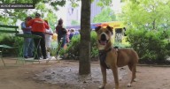 Klyde Warren Park hosts dog adoption event Saturday