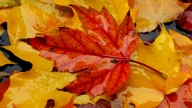 Why do only some leaves turn red in the fall? Scientists can’t agree on an answer : NPR