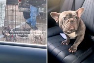 Woman Goes to Store to Buy Batteries—Then Sees a Sign for Free Dogs