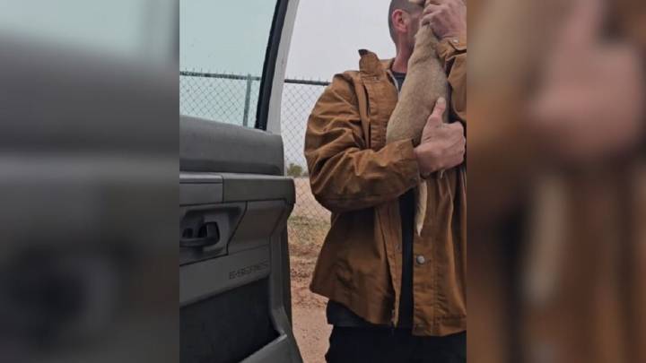 Dog Found Wandering Alone In Arizona Desert Brings An Unexpected Twist To His Rescue