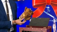 'A Magical Cirque Christmas' Magician Mark Clearview turns egg into rotisserie chicken on ABC7 for winter things to do in Chicago