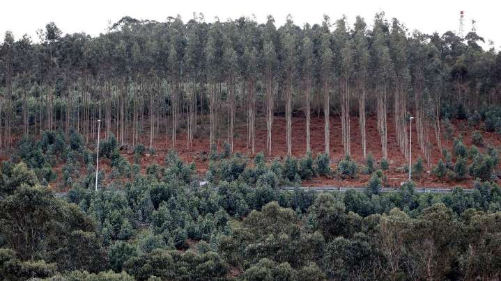 El PPdeG busca la fórmula para enmendar el error que dejó fuera sus enmiendas sobre la moratoria del eucalipto