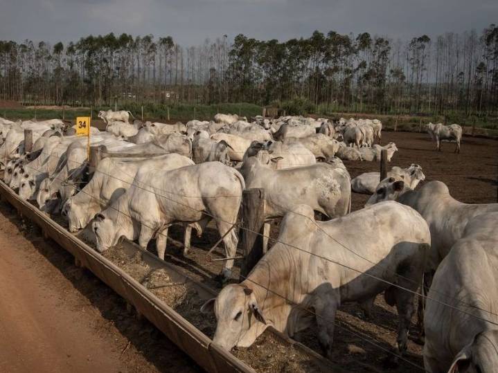 Trump's tariff cut may ease pain for coffee and beef lovers