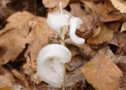 First major cold spell brings magical icy blooms known as frost flowers