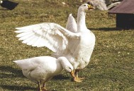 El Gobierno de Castilla-La Mancha valora prohibir la cría de aves de corral al aire libre ante la gripe aviar
