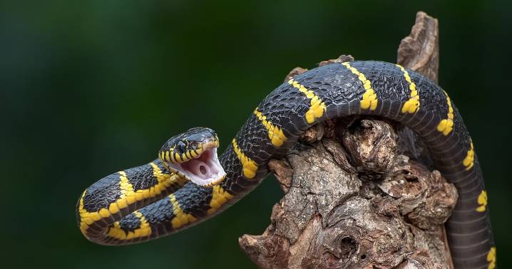 Why Snake Pee May Be Key to Treating Kidney Stones and Gout