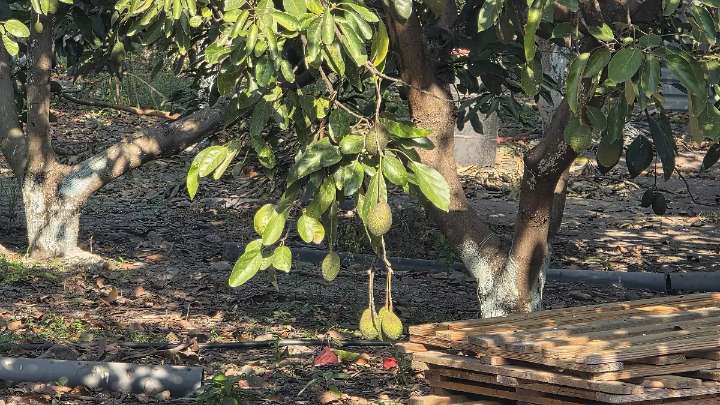 Aguacateros denuncian falta de apoyos y precios bajos en Morelos