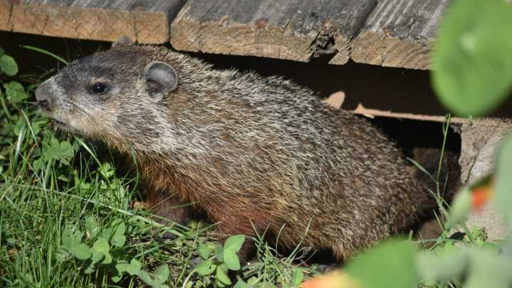 Identifying Garden Pests: The Difference Between Groundhogs And Woodchucks