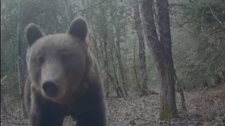 El PSOE Huesca denuncia la gestión con el oso y propone un plan de convivencia