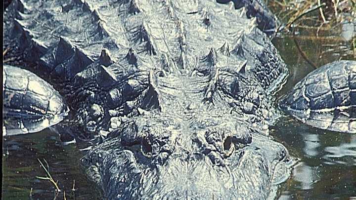 Wildlife face three critical threats in today's world