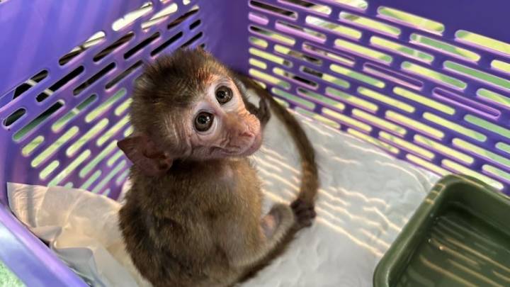 Encuentran 81 monos que eran transportados de contrabando en una camioneta en Tailandia