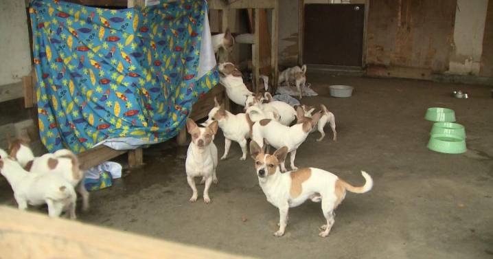 Dozens of abandoned Chihuahuas found in Modesto home, foster homes sought by animal rescue