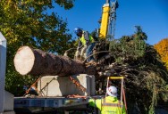 Chicago's 2025 Christmas tree hails from Glenview family's yard