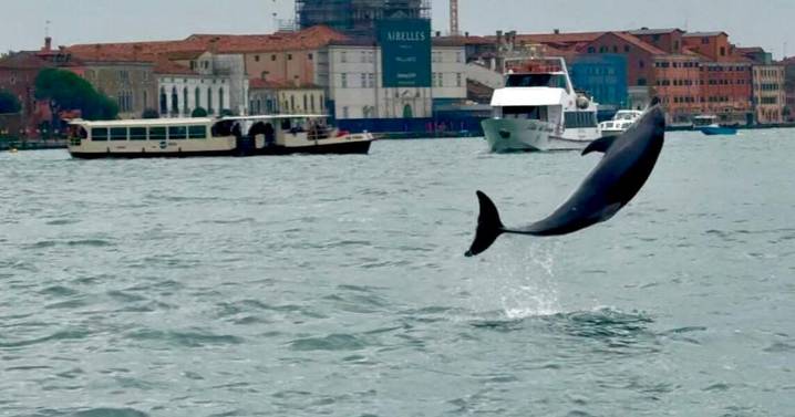 Venice’s newest marvel is a wild, acrobatic dolphin. His refusal to leave puts him in danger