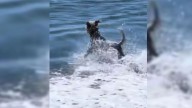 North Carolina Dog Sees Something In The Ocean And Swims Full Speed Toward It