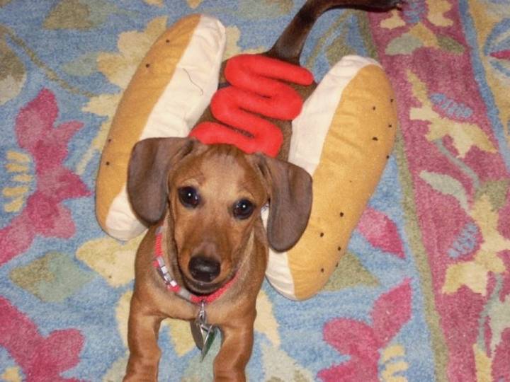 Faith & Values: Grieving the loss of a beloved pet