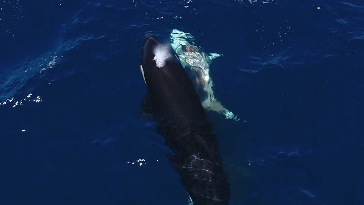 Jaw-Dropping Video Shows Orcas Flipping a Great White Shark to Feast On Its Liver