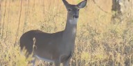 Iowa DNR provides safety tips for deer hunters this upcoming shotgun season