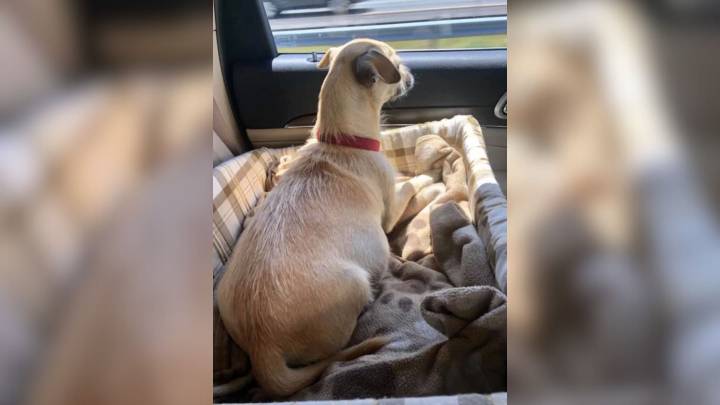 Florida Couple’s Road Trip Takes A Dramatic Turn When Shelter Stop Brings An Unforeseen Surprise