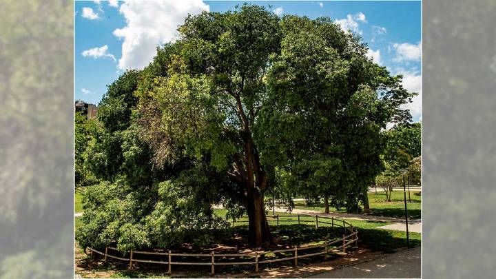 El almez del Parque Bruil compite por ser Árbol del Año en España gracias al impulso vecinal