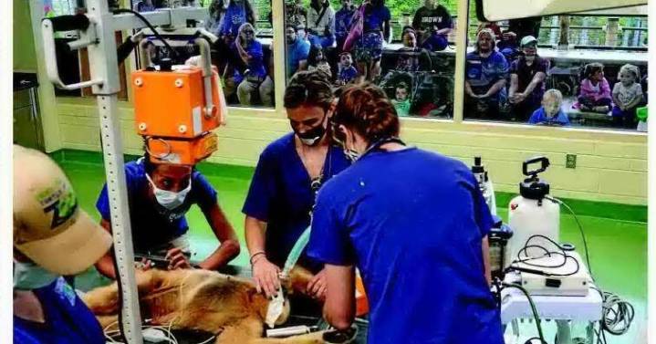 NJ zoo visitors get to see veterinarian care