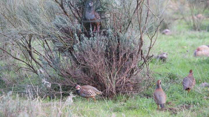 La caza de perdiz con reclamo en Extremadura aspira a ser Bien de Interés Cultural