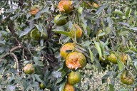 Declararon la emergencia agropecuaria para zonas de Entre Ríos por el granizo de mayo