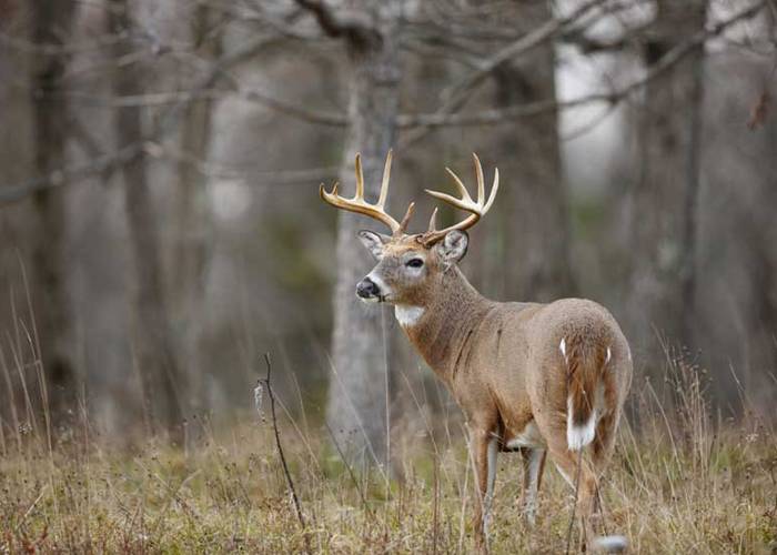 With SNAP frozen, DEC urges hunters to donate deer harvest