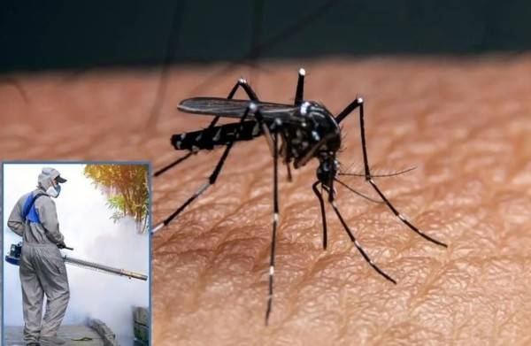 Confirma SSE seis casos de dengue en el estado