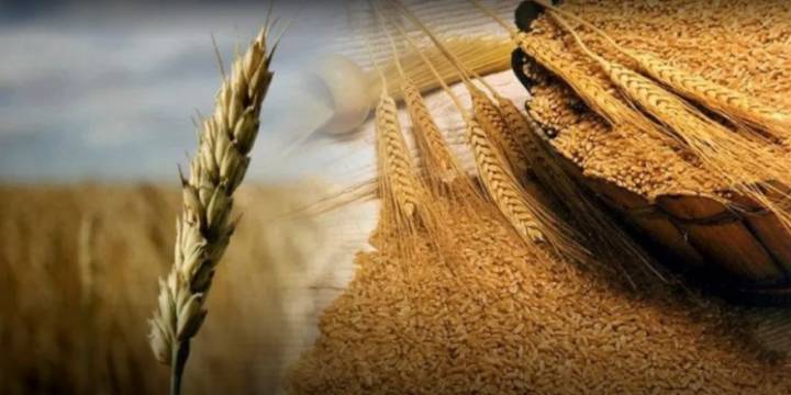 En La Pampa, el trigo y la cebada apuntan a una cosecha récord