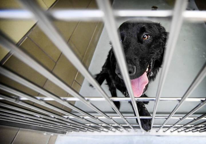 Animal services will cost Riverside double in the next 3 years