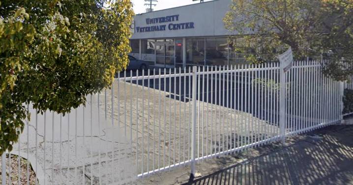 Woman accused of throwing malnourished poodle over 8