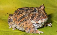 Identificaron a una nueva especie de sapo cornudo