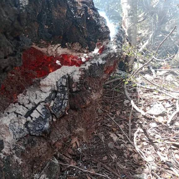 Incendios en el Parque Nacional Lanín: continúan los trabajos en las zonas de Quillén y Rucachoroi