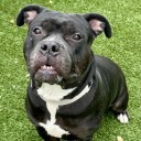 Pet of the Week: Gorda