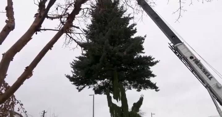 Yakima Community Christmas Tree being installed at Millennium Plaza