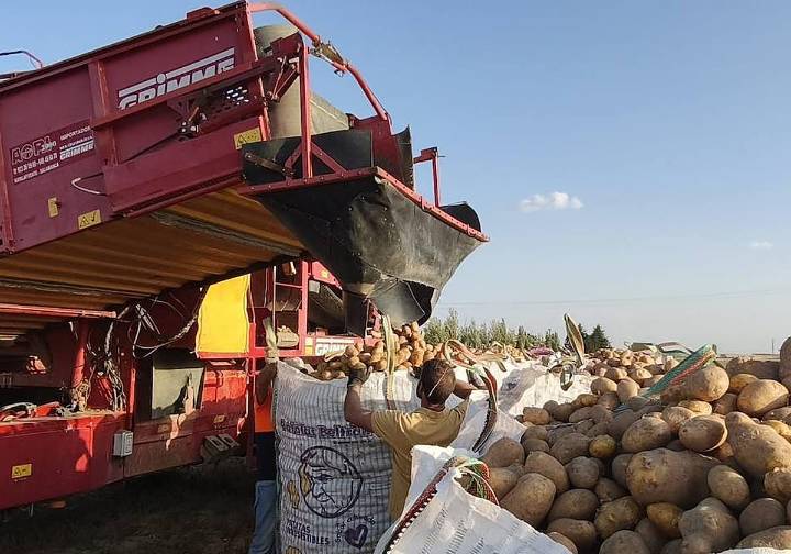 «Con las patatas hay pérdidas exageradas»