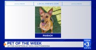 Pharaoh the dog up for adoption at the Humane Educational Society of Chattanooga