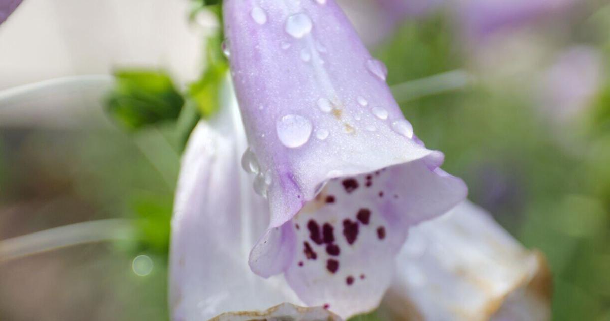 It's last call for planting some cool