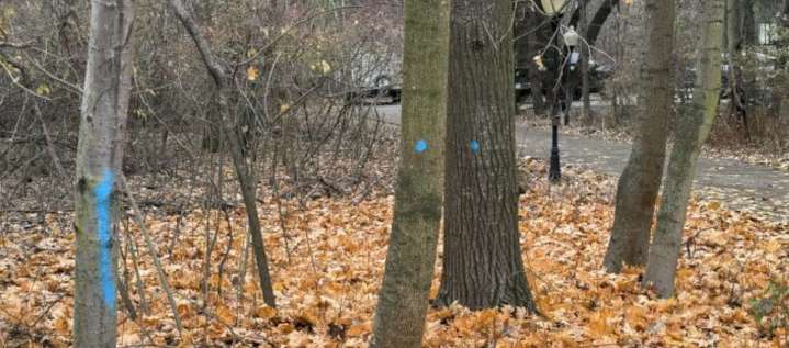 Consumers Energy faces class-action lawsuit for tree marking in Saginaw County
