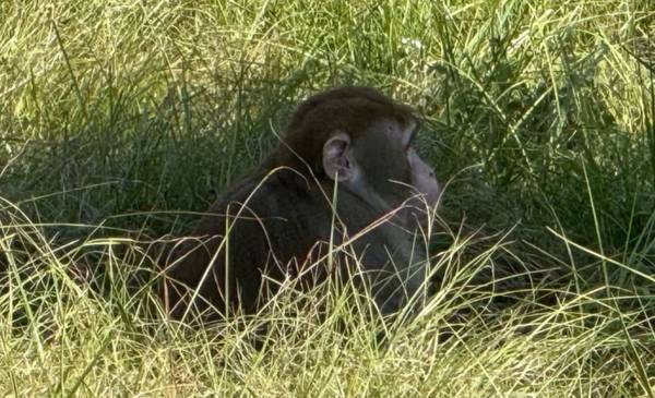 Una mujer mató a uno de los monos infectados con COVID, herpes y hepatitis