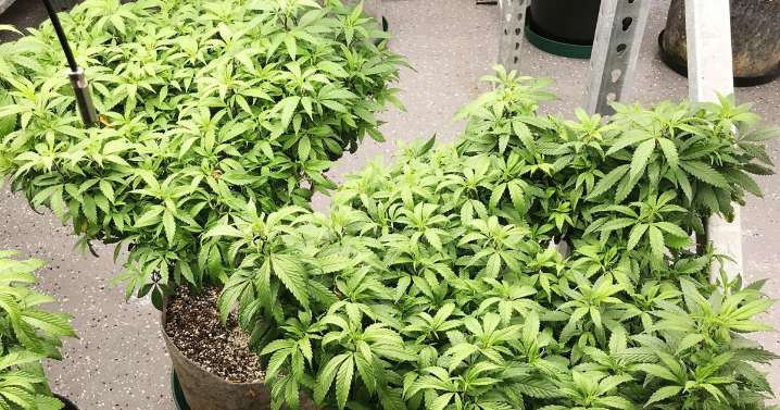 Bourne Halts Social Equity HCA Process Amid Threats Of Legal Action