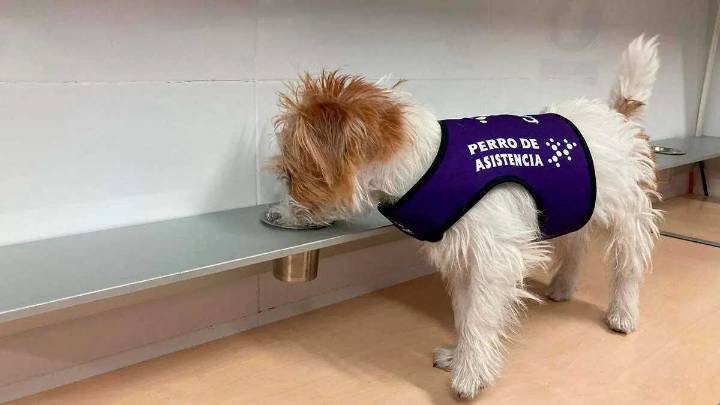 Milka, el perro de alerta que anticipa cambios de azúcar en una paciente con diabetes: “Me fío más de ella que del sensor”