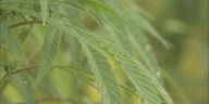 New federal hemp ban could impact Colorado farmers, producers