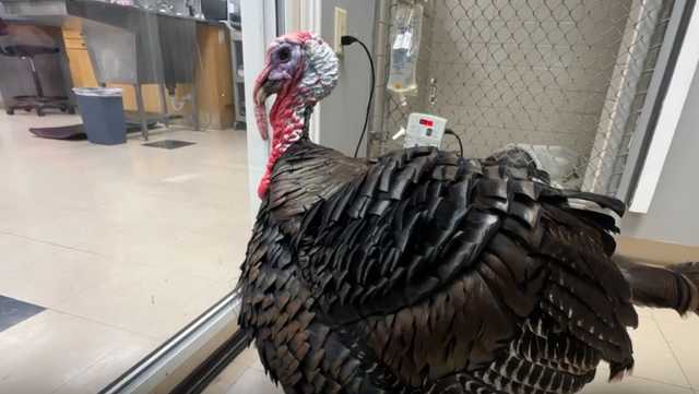 Viral turkey recovering after trying to protect 'fowl friends' from dog attack