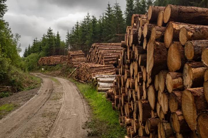 Three fined $8,229 for illegal possession, transport of timber from provincial forest