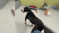 In Indiana, A Shelter Pup’s Adoption Ends In Heartbreak After Just One Day