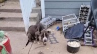 Dog Left Tied Outside An Abandoned Home In Kansas Makes Incredible Recovery And Finds A Family