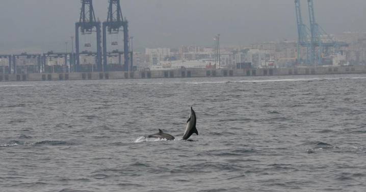 El tráfico marítimo afecta a la biodiversidad de amplias regiones del planeta