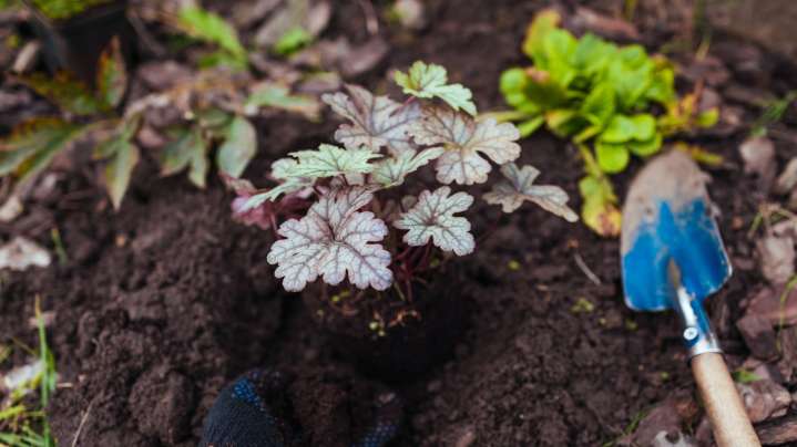 15 Perennials You Can Plant In November For A Luscious Spring Garden